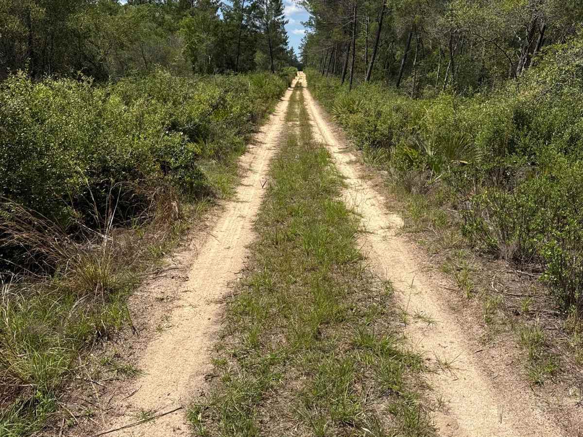 Ocala National Forest 40-15.7 photo 4