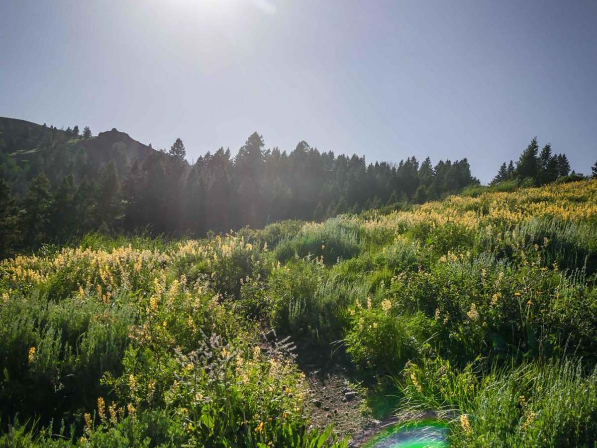Lick Gulch photo 3
