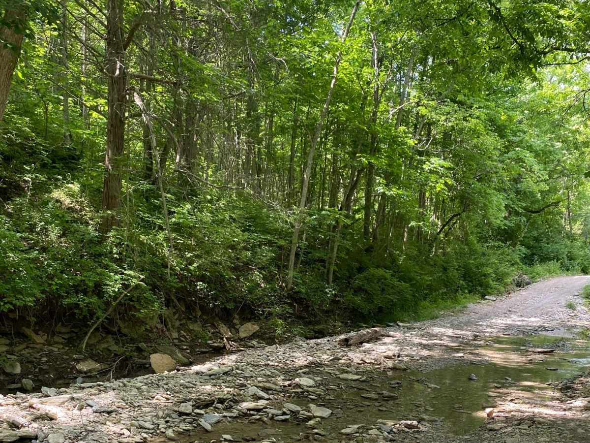 Bee Camp Road photo 4