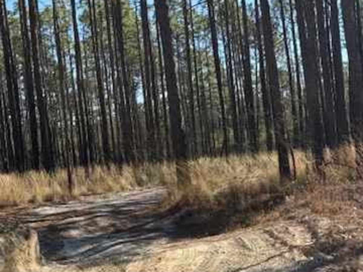 Pettiford Creek Main Trail photo 5