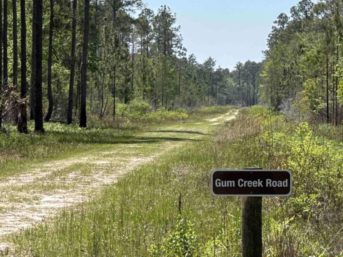 Gum Creek Road - Aucilla WMA photo 6