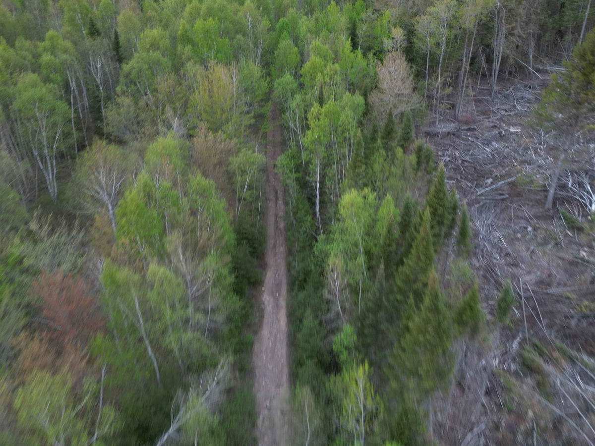 Douglas Clear Cut Bypass photo 4