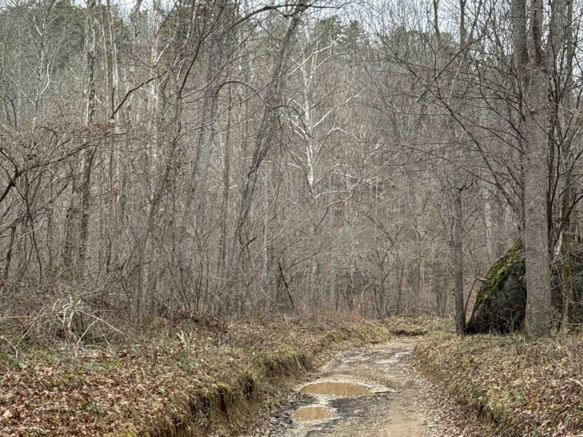 Clover Bottom Creek Road photo 3