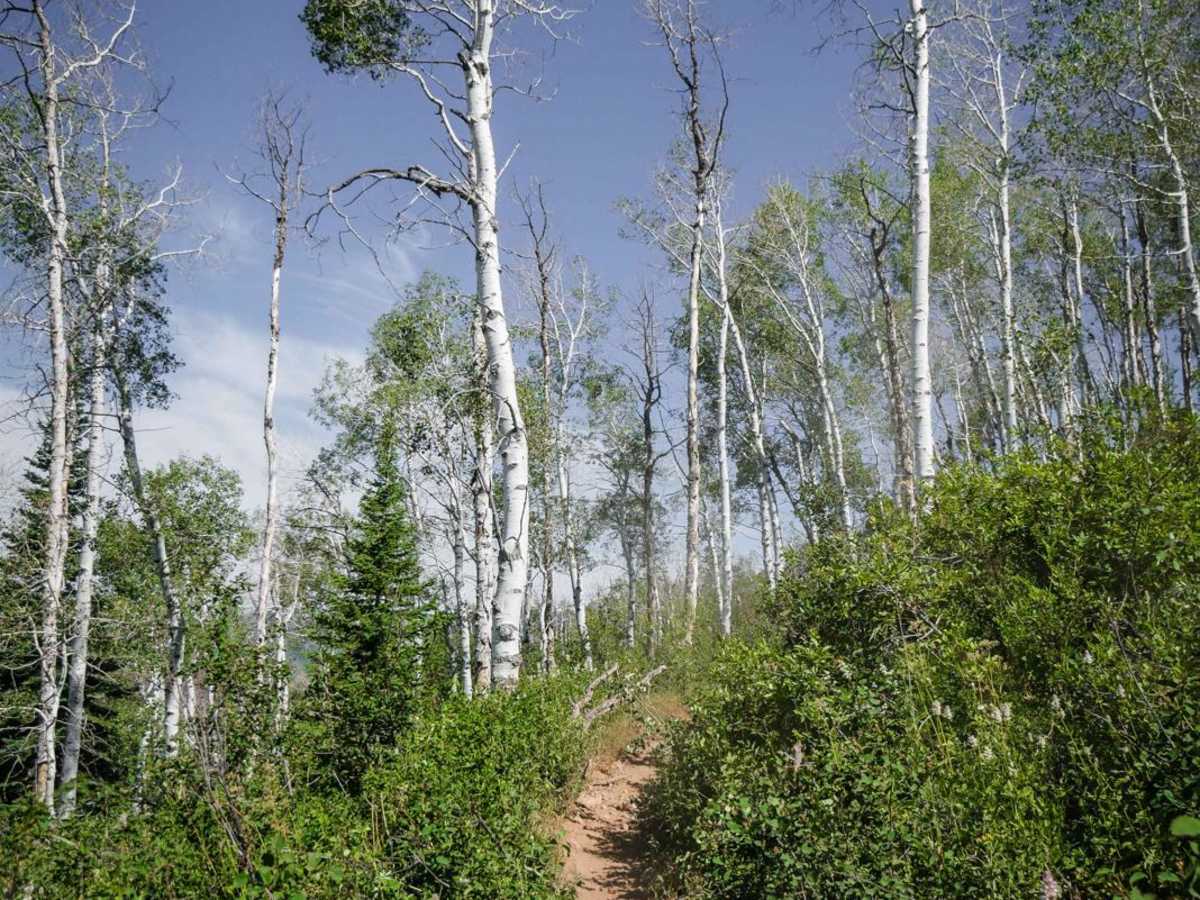 GWB Trail trail photo