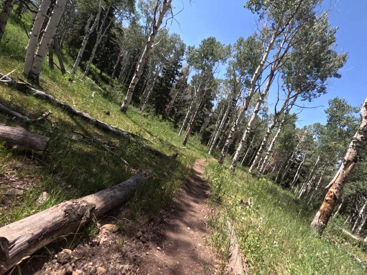 Shram Creek - FS 8124 photo 6