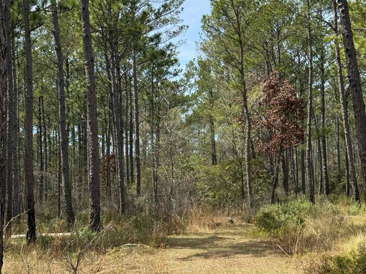 Pringle Road Spur 1 photo 3