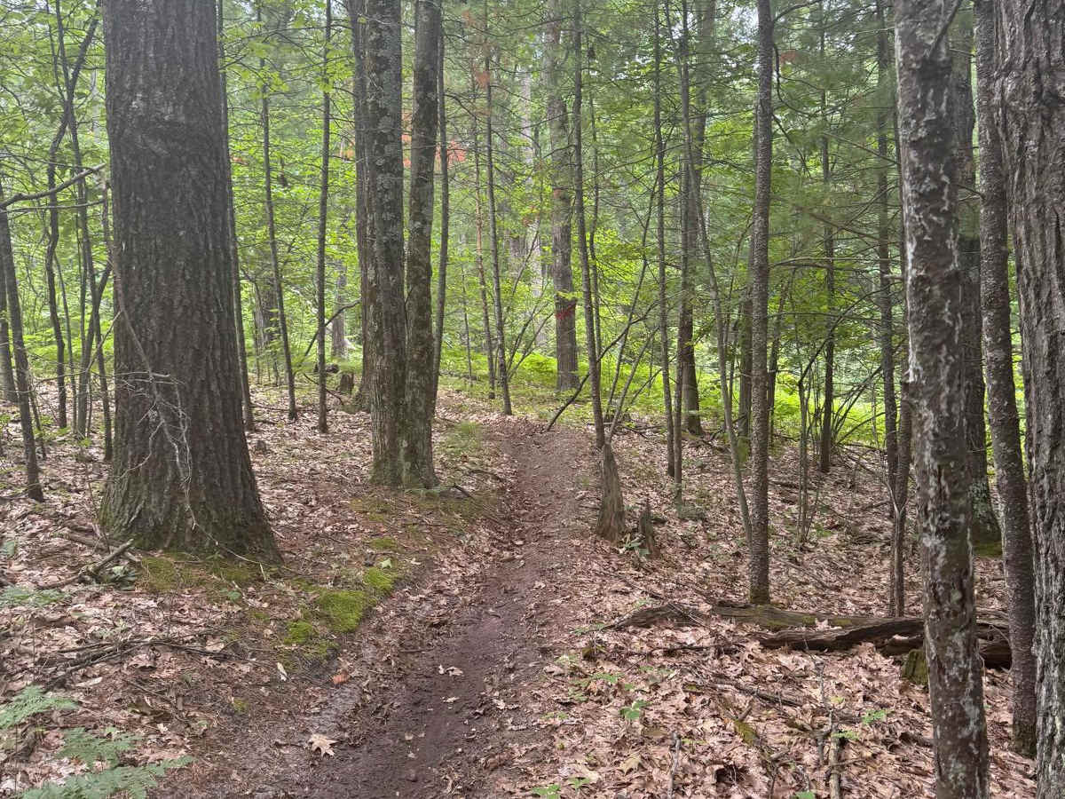 North Missaukee Central Singletrack photo 4