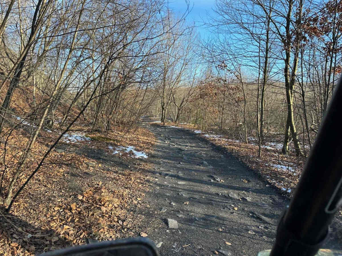 Locust Gap 17 photo 3