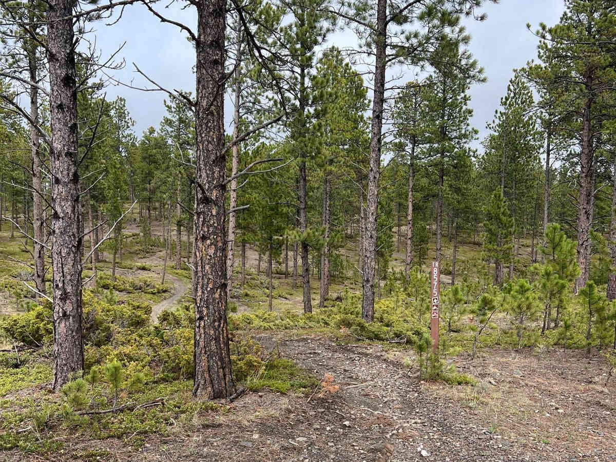 Boxelder Ridge Cut Through Final Leg trail photo