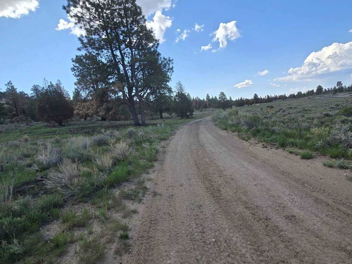 Tom's Best - Flake Swale Trail (FSR 1162) photo 2