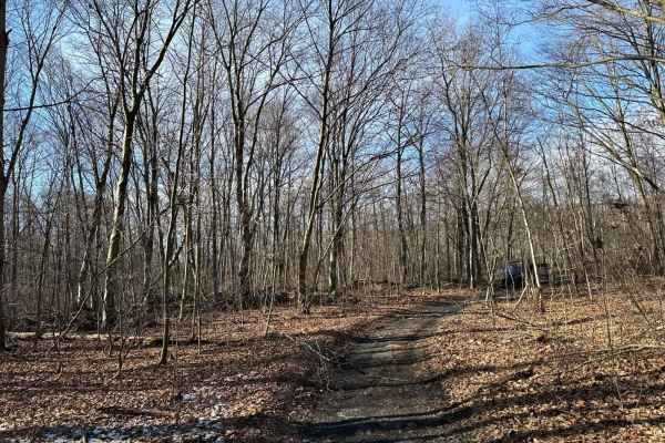 Locust Gap 12