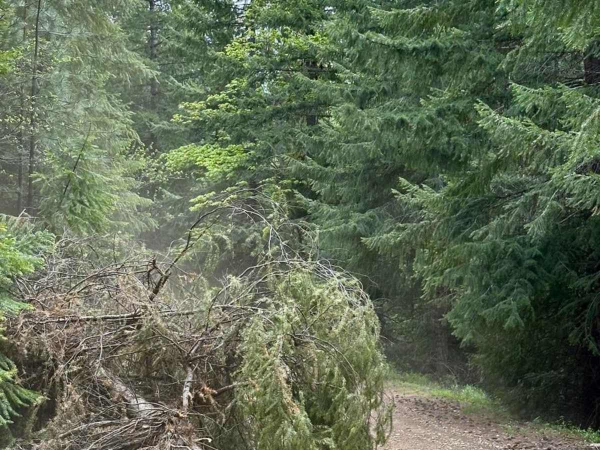 Little Chumstick Creek Road photo 6