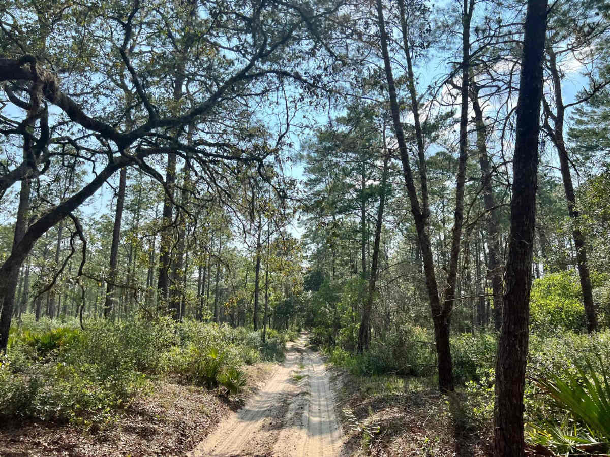 Citrus Wildlife Management | Trail 2 photo 5