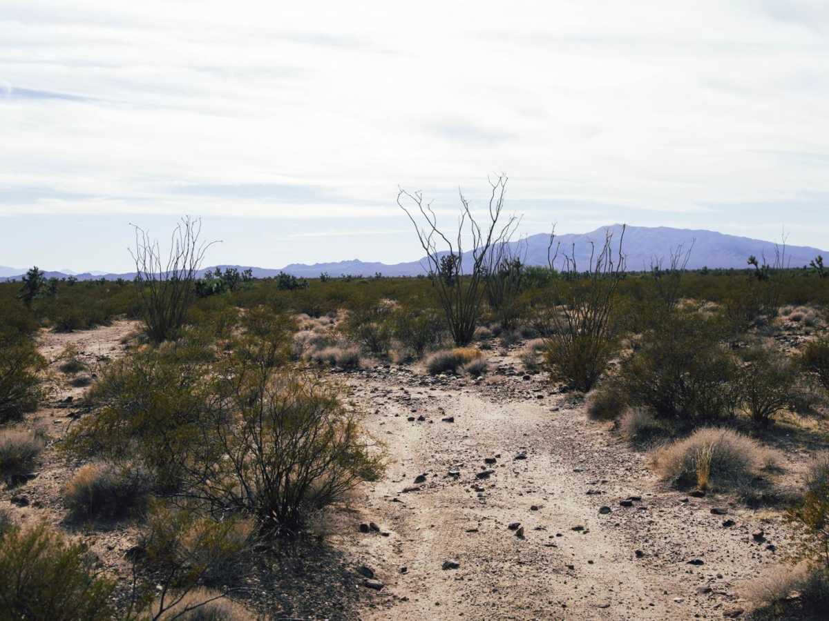 Black Mountain Camp photo 2