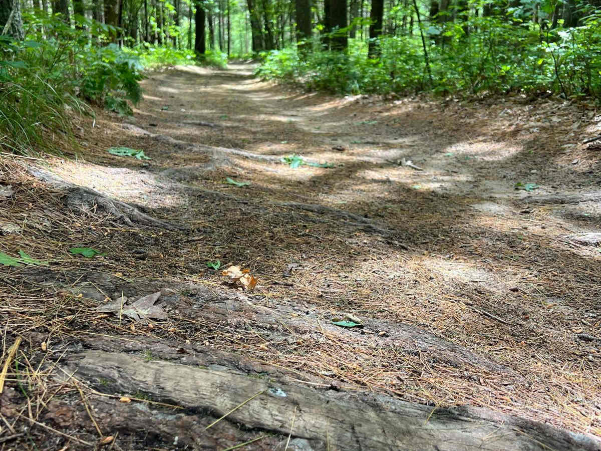 NFS 6029 trail photo