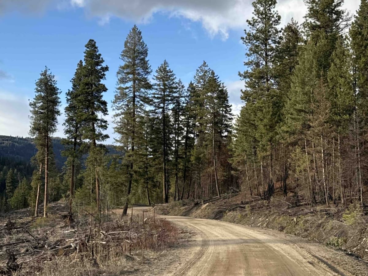 Bald Eagle Range FSR photo 4