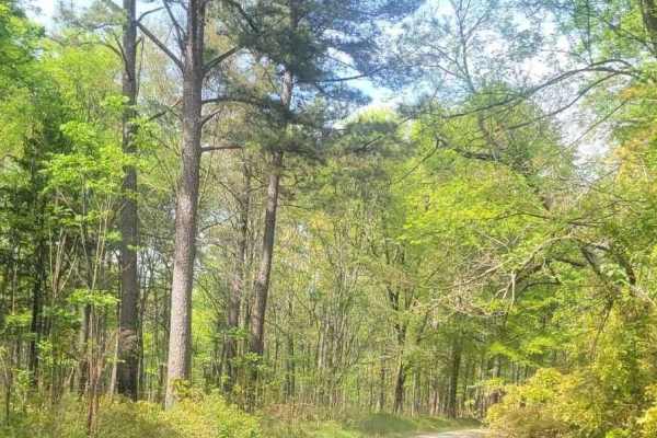 Felton McMichael Road