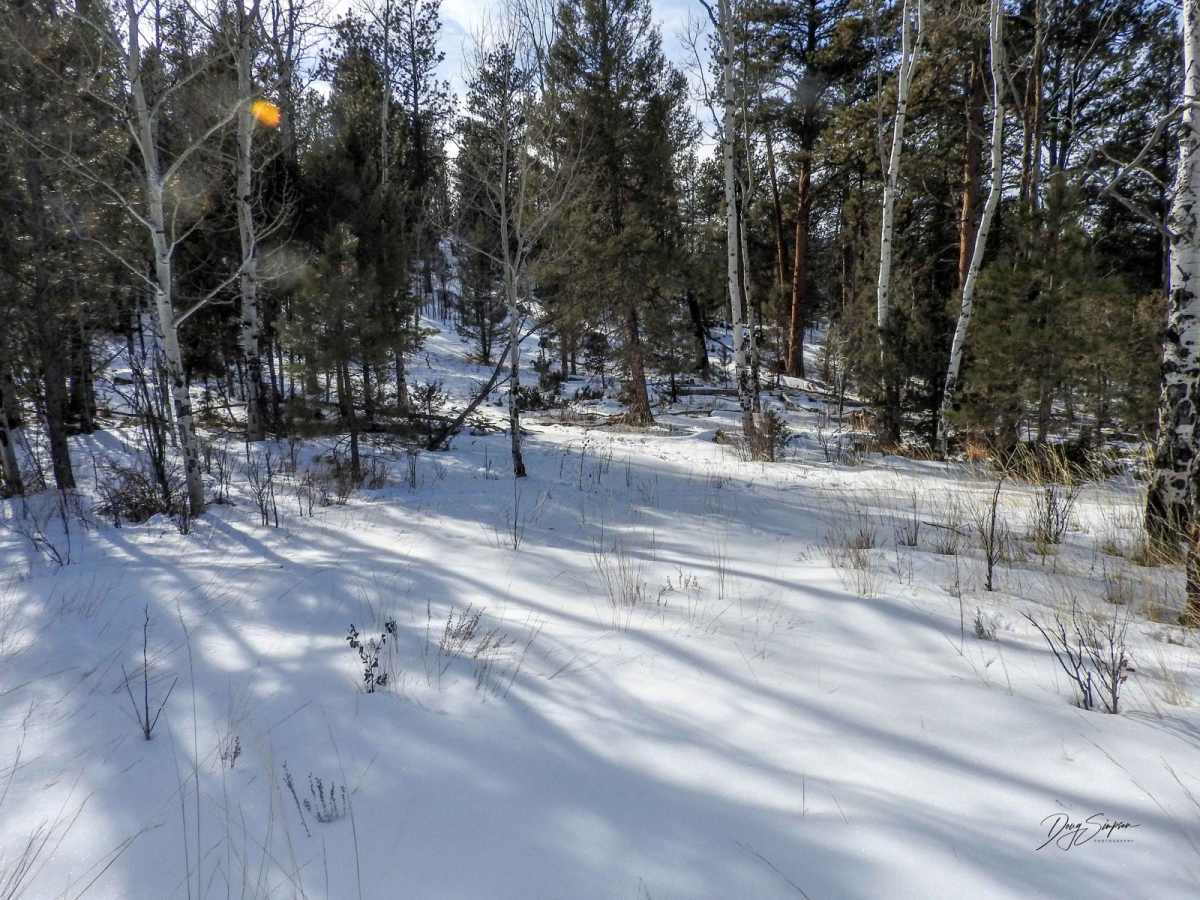 Forest Road 201 photo 5