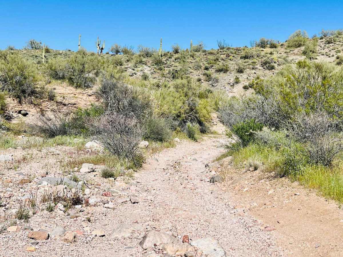 Turtleback Wash photo 5