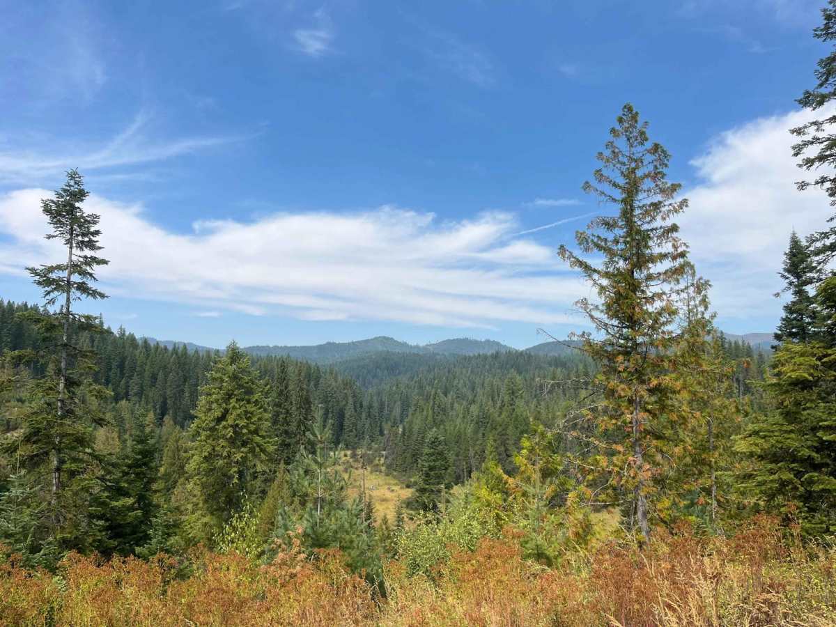 Tree Line Ride trail photo