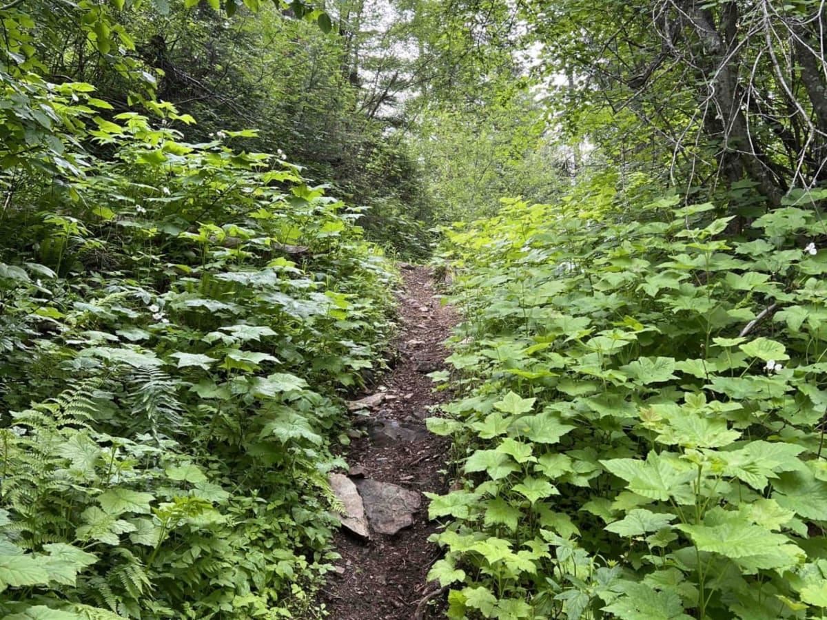 Little North Fork photo 4