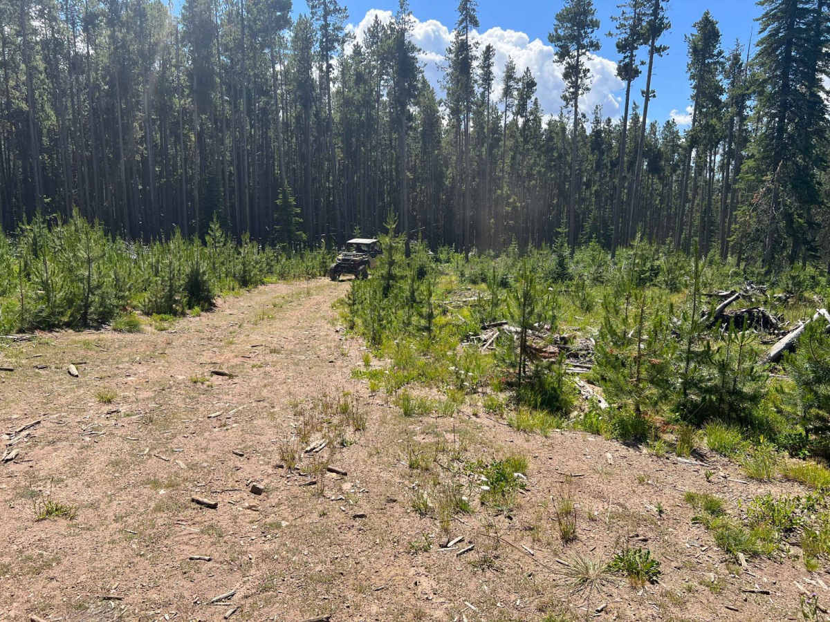 Virginia Creek (1249) photo 5