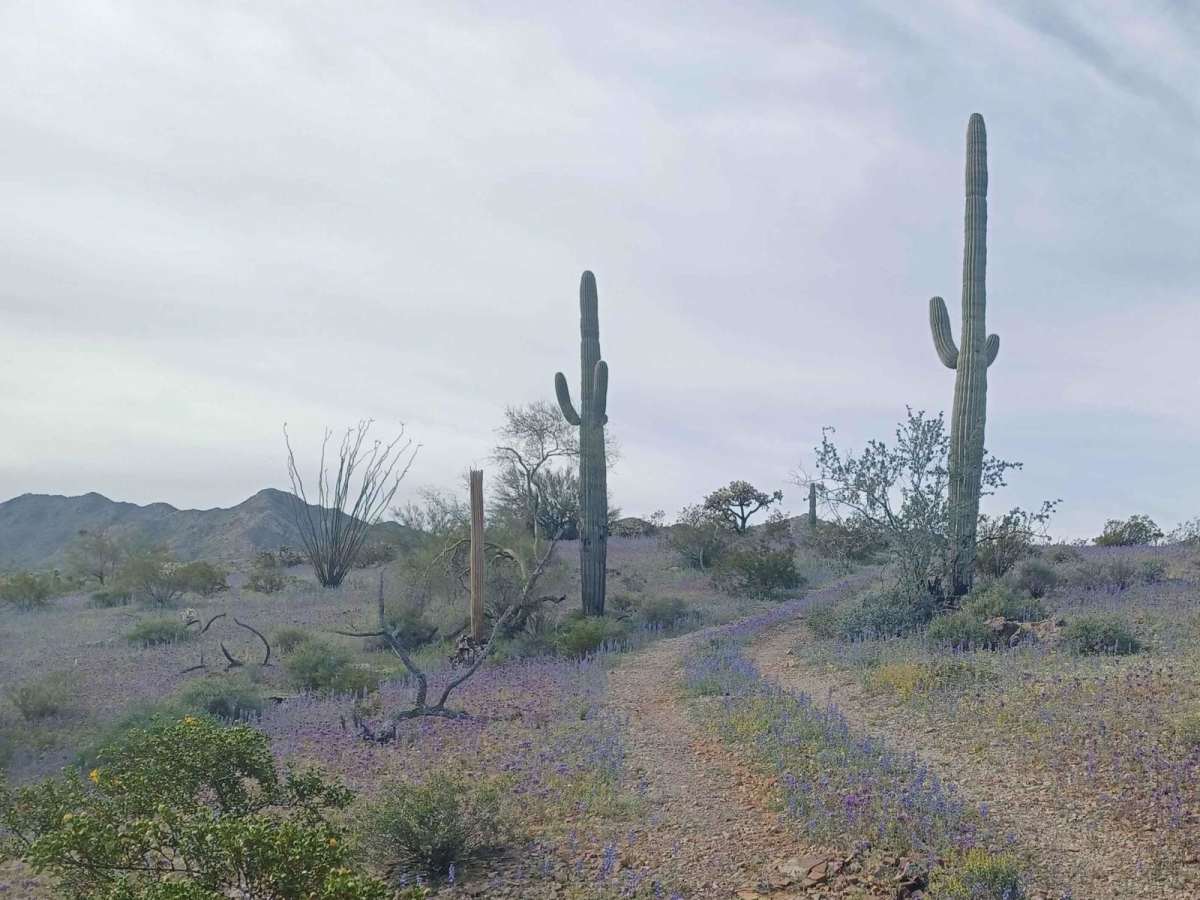 Hidden Camp photo 2