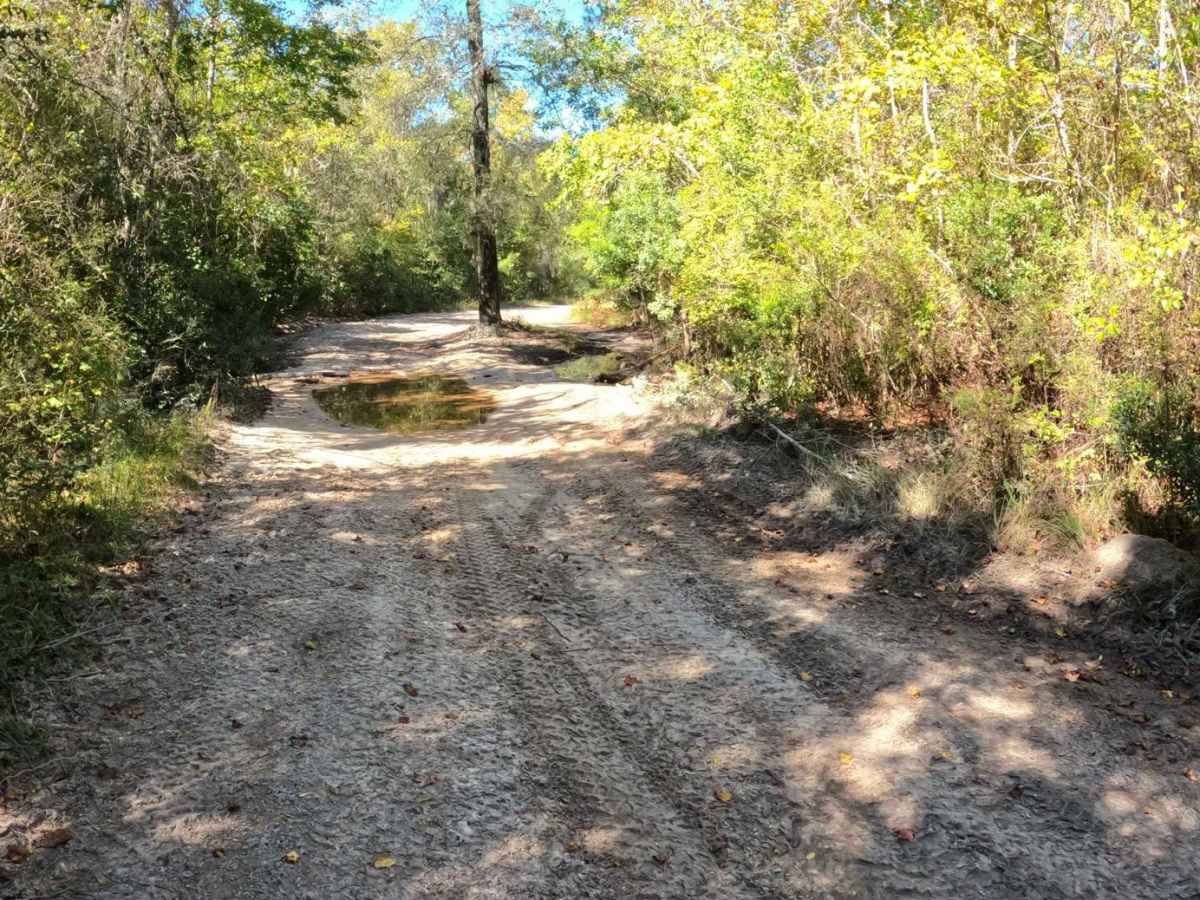 Jamey's Swamp Road photo 2