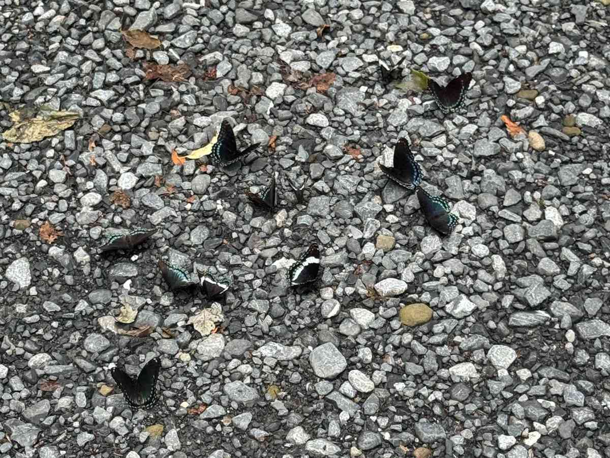 County Line Road photo 2