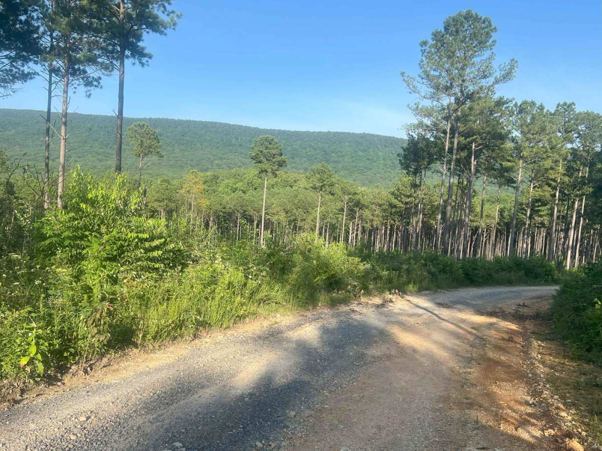 Dry Cr Branch B - Forest Road 226B photo 5
