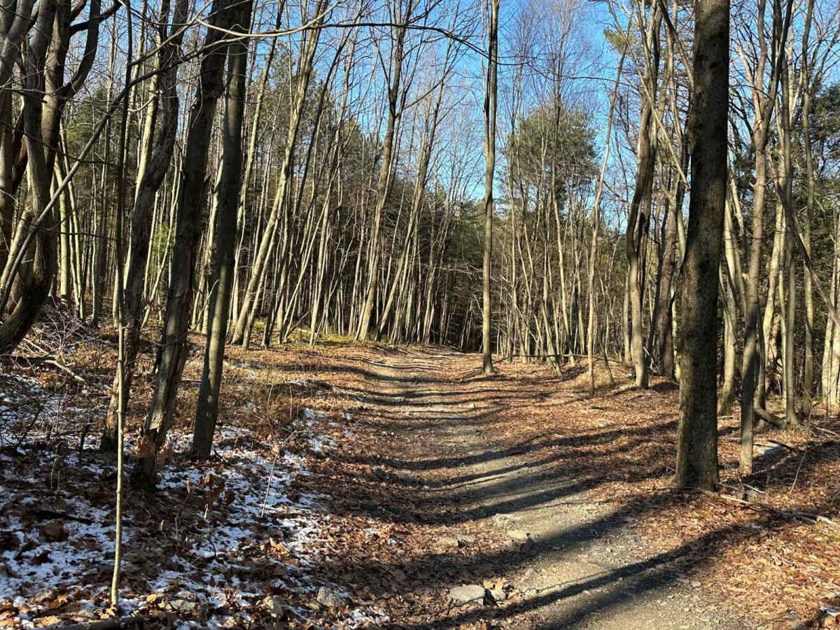 Locust Gap 20 photo 2