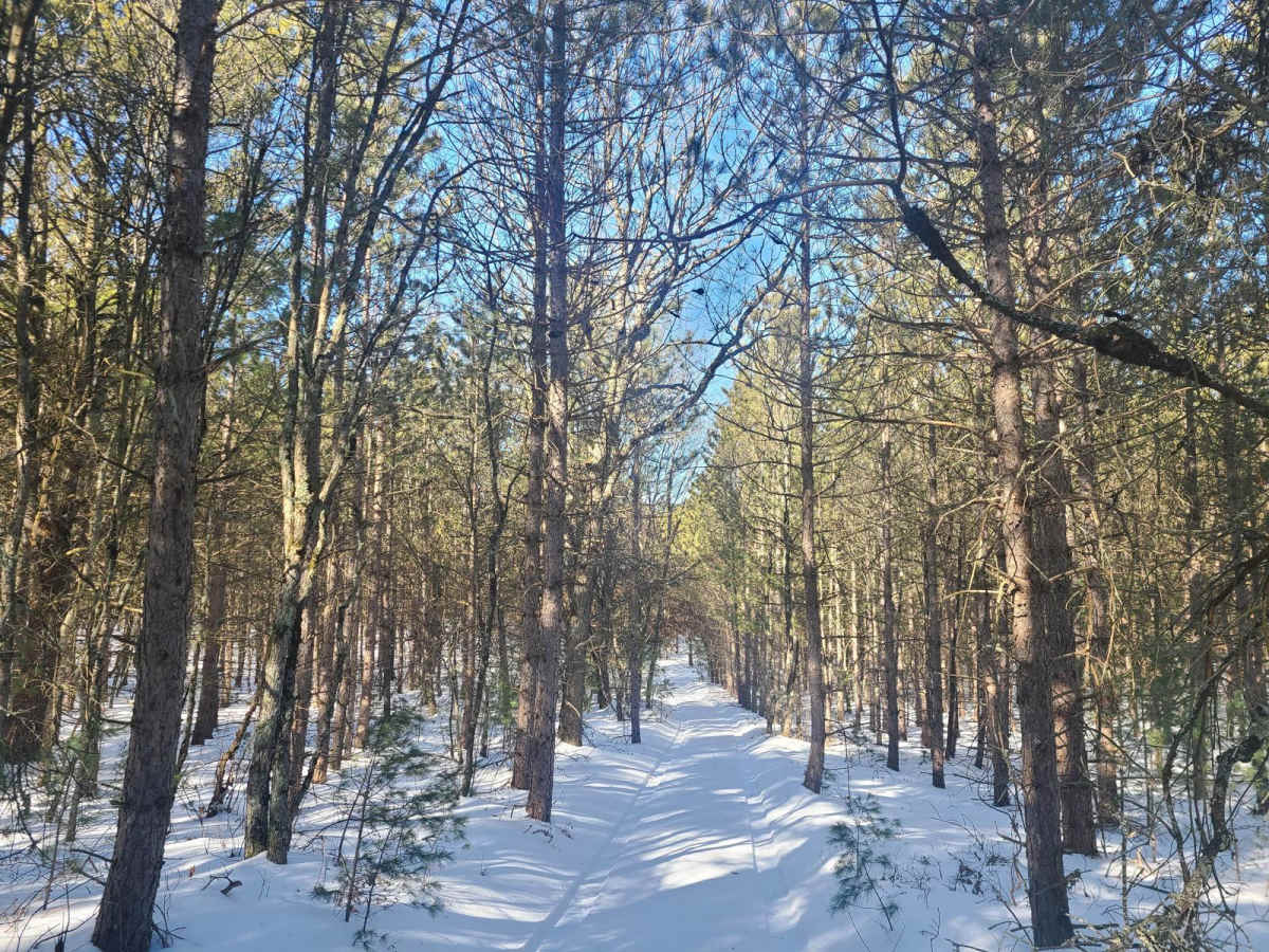 Forest Road 9869 photo 2