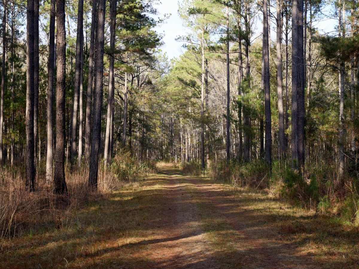 GW Roberts PT.2 - Donnelly WMA PT. 8 trail photo