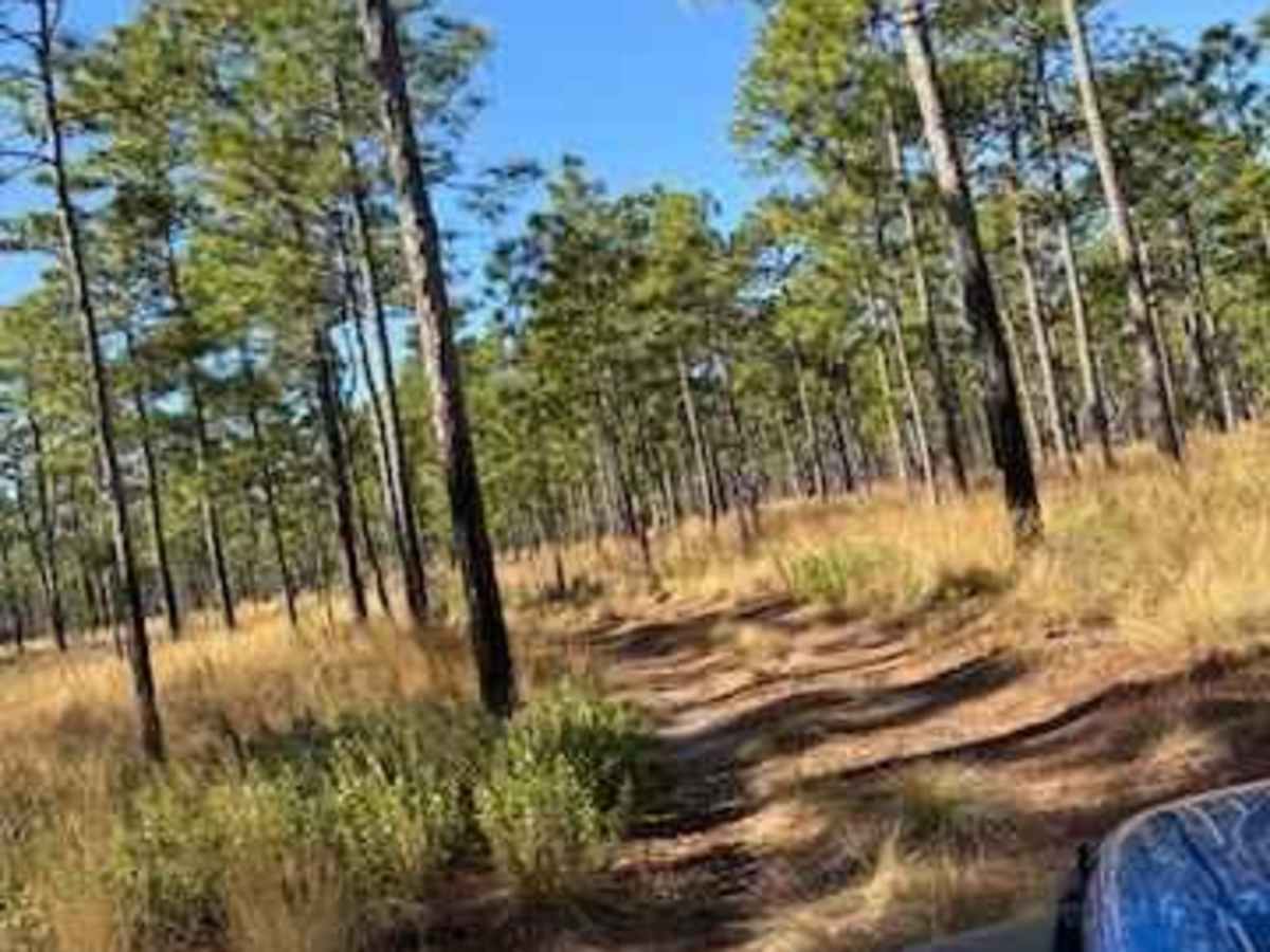 Pettiford Creek Trail 2 photo 6