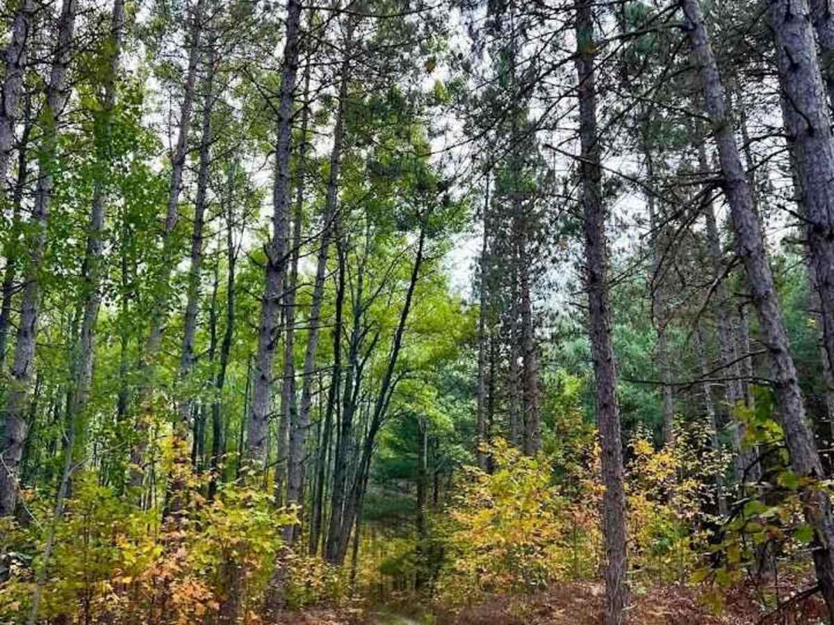 High Rollway Scenic Overlanding Trail 1 photo 6