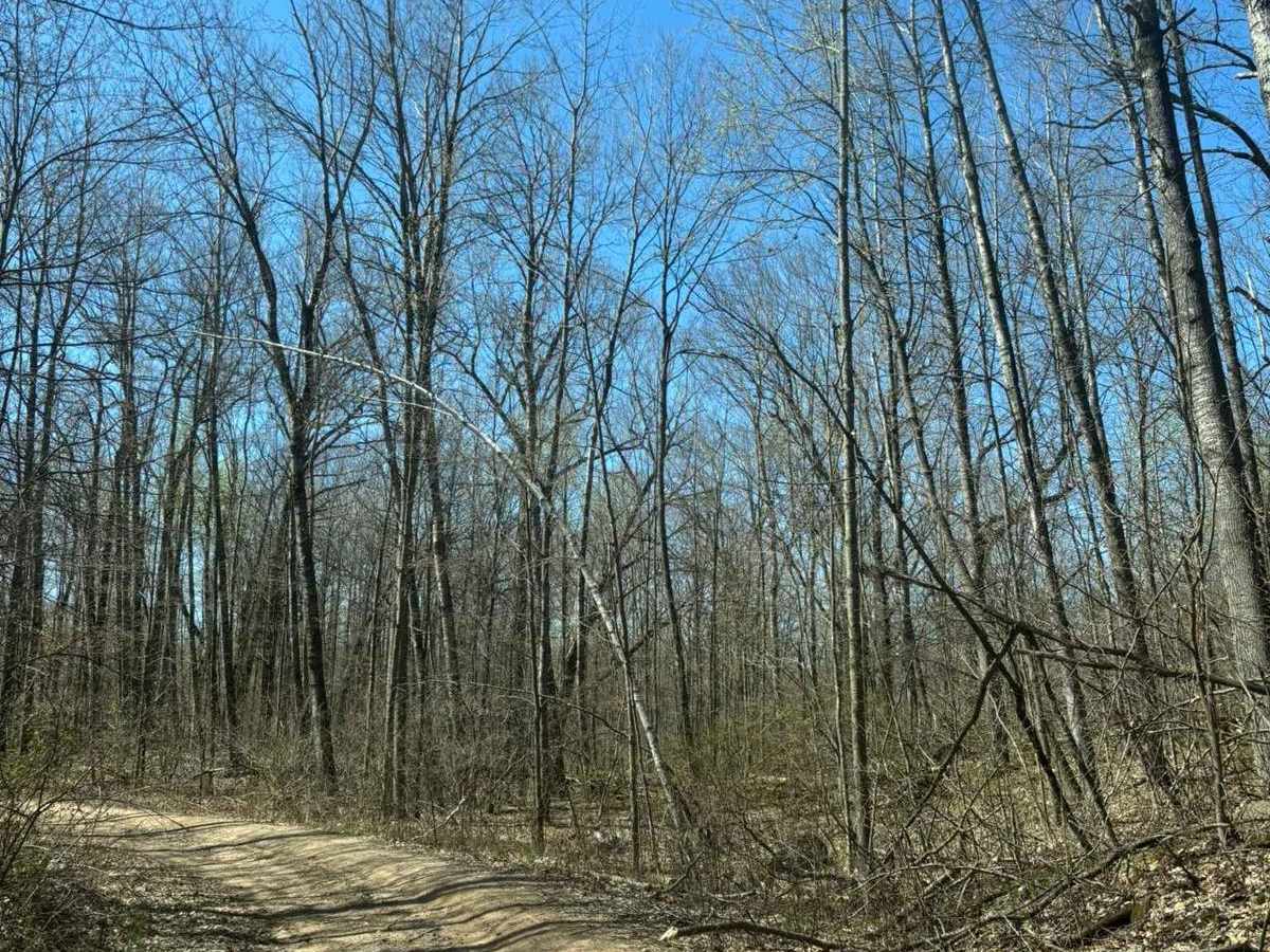 Forest Road 2267 trail photo
