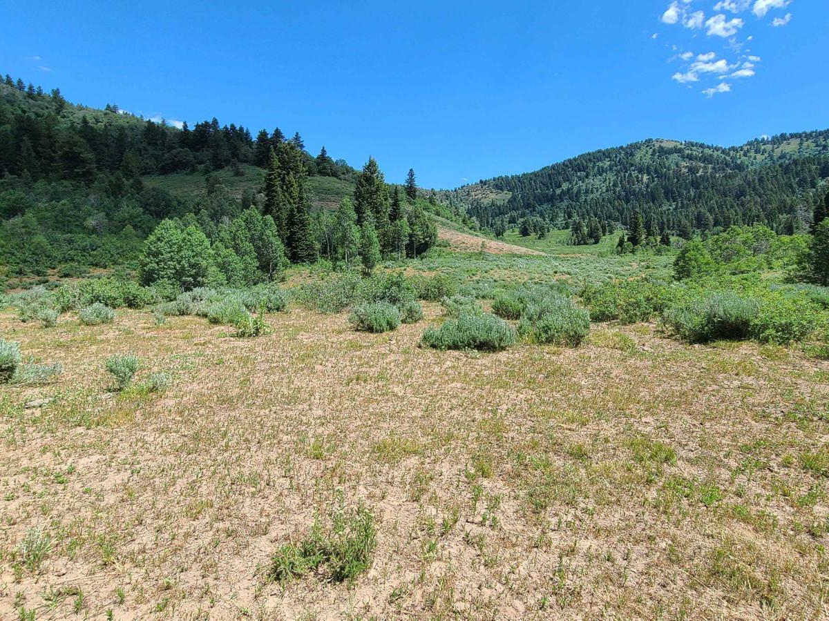 Litz Basin photo 6