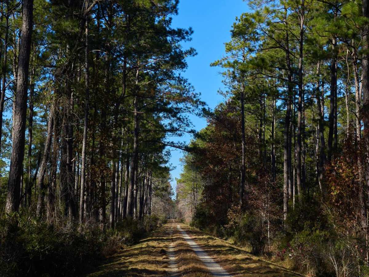 Savannah - FSR221 photo 4