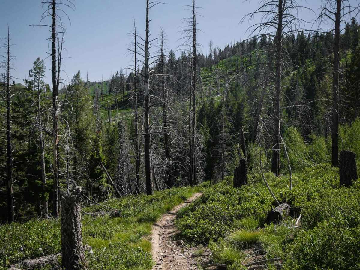 Mahoney - Lodgepole Connector photo 4