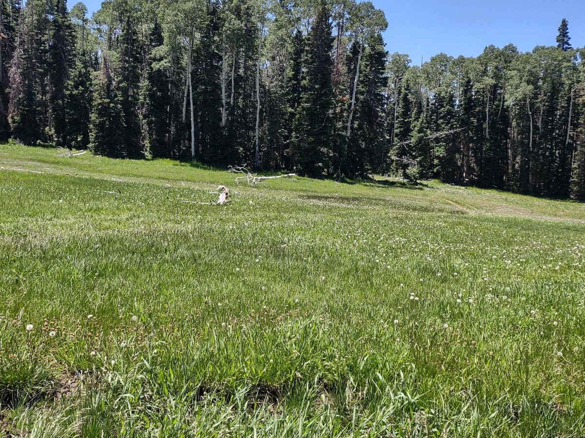 The Ugly, The Bad, and The Good (FS 40630/Dry Hollow/Trail ID 70) photo 2