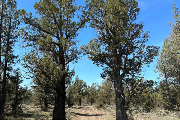 Cline Butte Trail 31