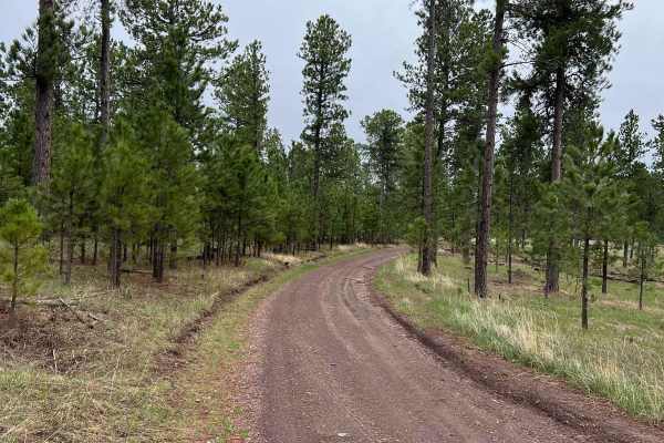 Boodleman Forest Road