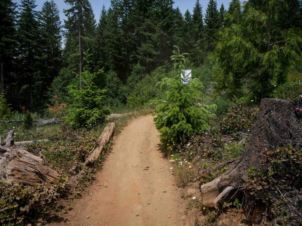 Rogers Camp Road #1 trail photo