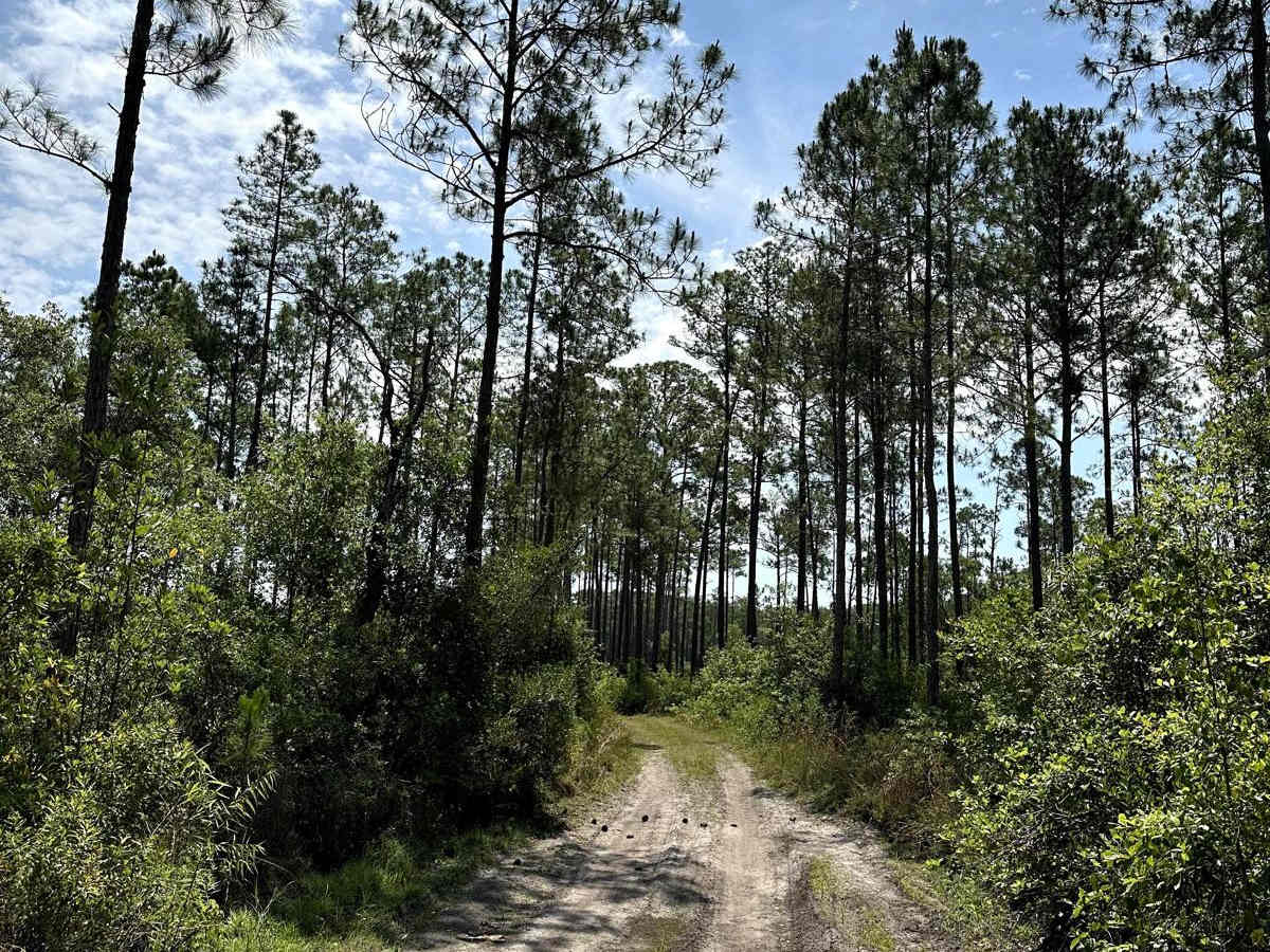 Gator Hole Throughway photo 3