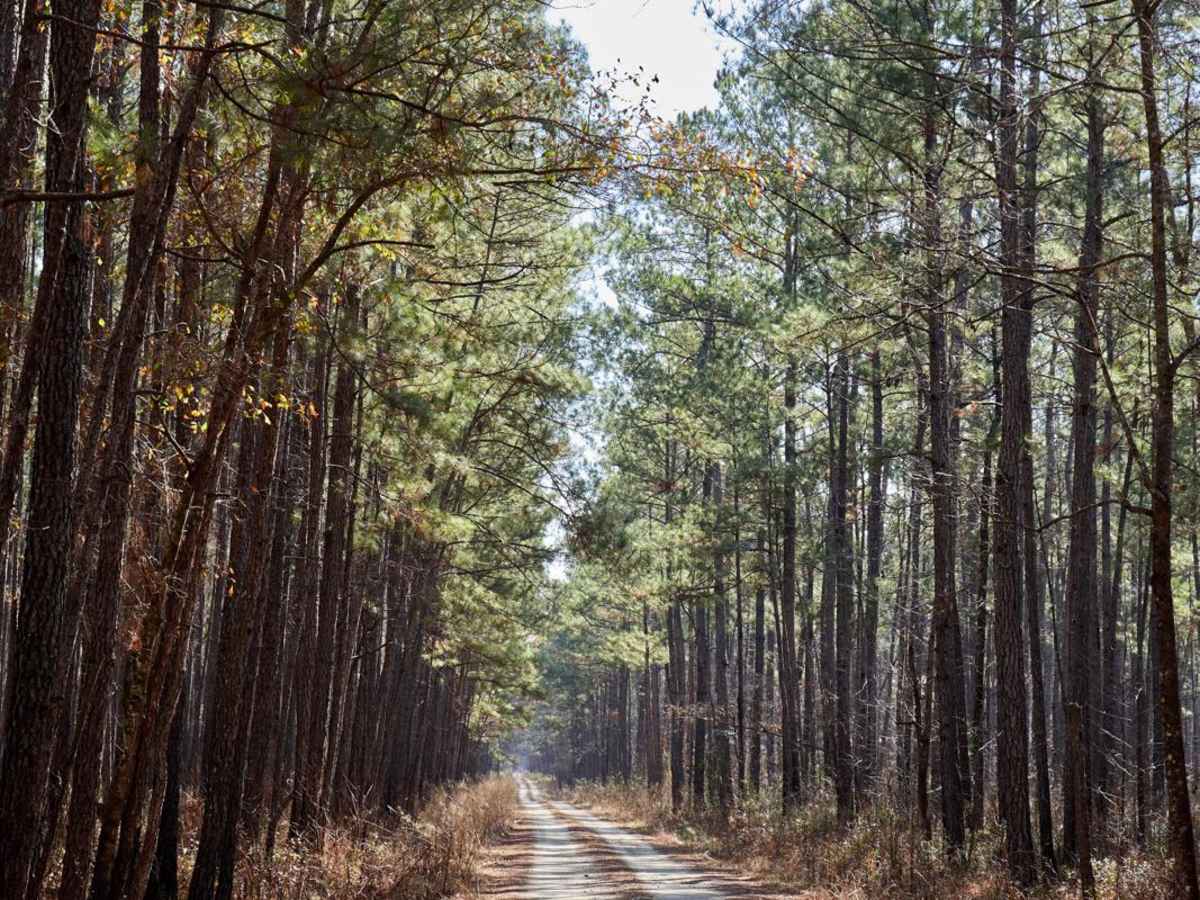 FSR198 - Callum Road trail photo