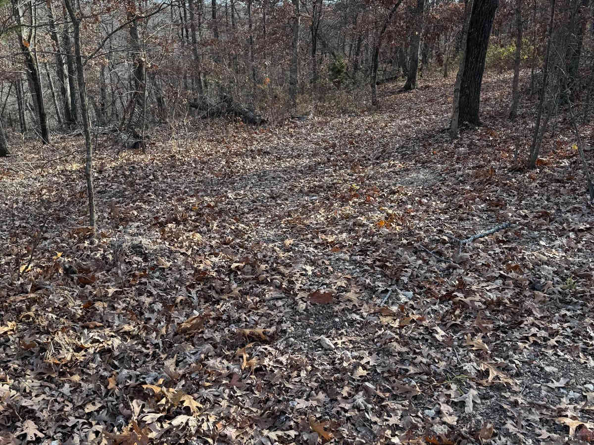 Green 255 trail photo