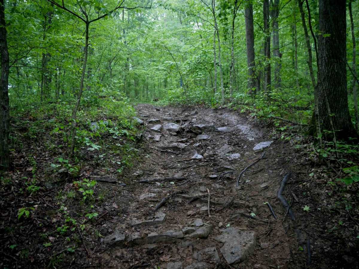 T41 trail photo