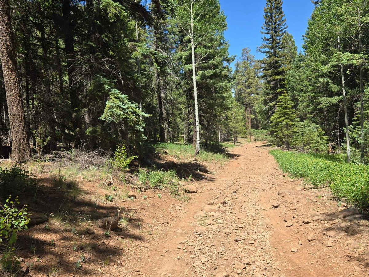 Carnero Springs Road 8556 photo 4