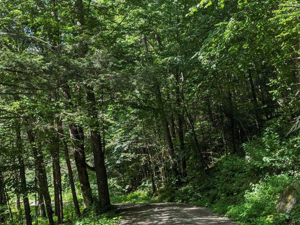 Loyalsock Road photo 4