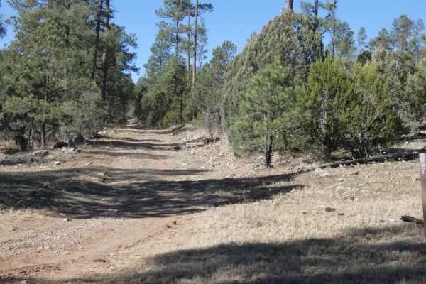 Pinon Long